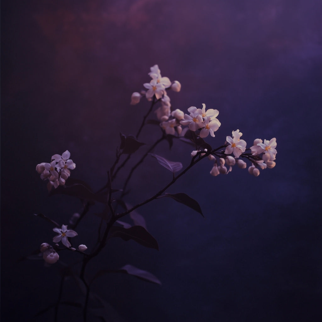 Hover image for La Bohème