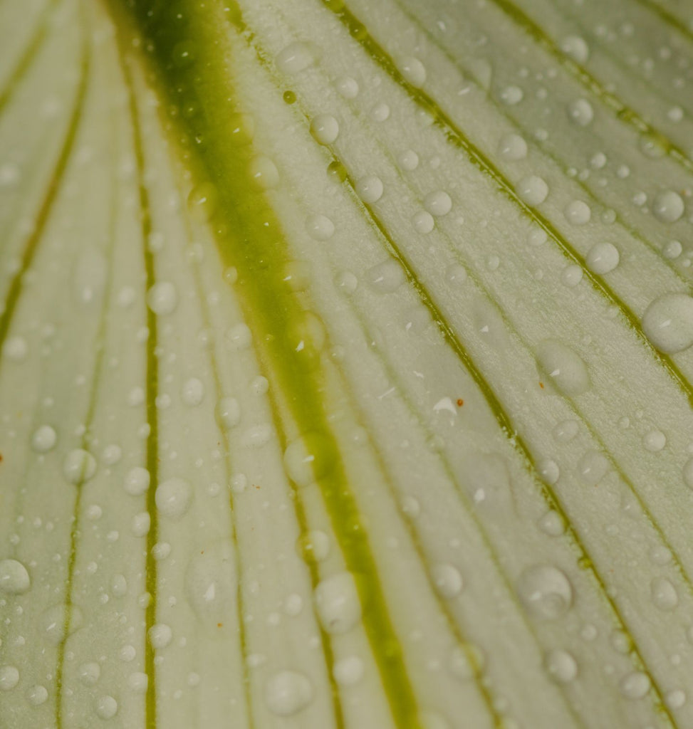 Hover image for Jardin Vert