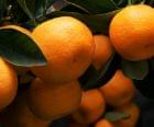 Citrusy Option
