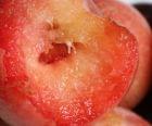 Fruity Option