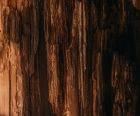 Woody Option