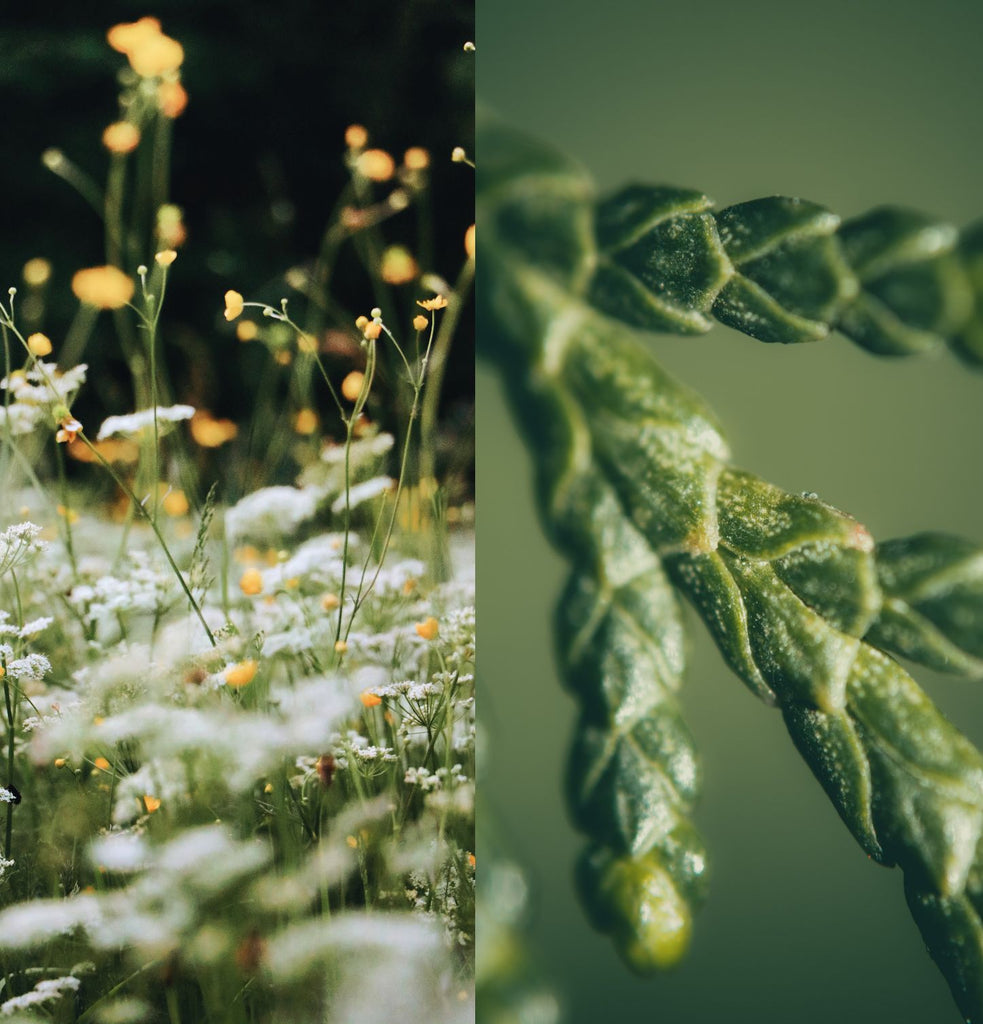 Hover image for Jardin Vert